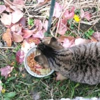 猫は目が悪い