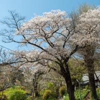卯月の清明　清水寺の紅枝垂れ桜
