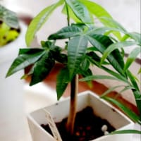 ダイソーの観葉植物100円　パキラを育てる