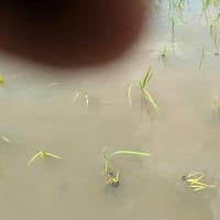 朝からの作業はあかん