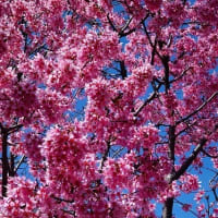 おかめ桜、咲いていました♪