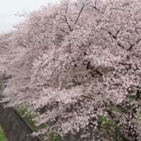 ３月のマンスリーレポート27は桜が満開の素晴らしさでした