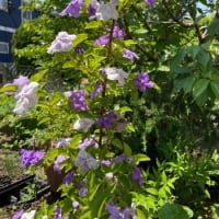 ５月～６月を彩った花たち　&　６月の紫陽花の　おまじない＾＾