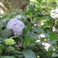 埼スタ公園の紫陽花