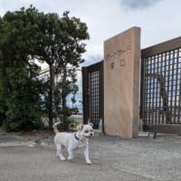 ５月２５日の散歩