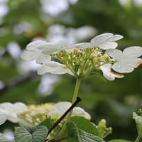 「てまり」の名のつく木の花たち - デンパーク