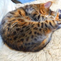 BLOGを閉じます
