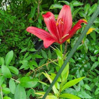 紫陽花
