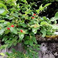 仁淀川に沿ぅて走るよろこび、もう一度味わいたいな～♪