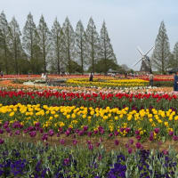チューリップ　あけぼのやま農業公園
