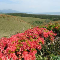 襟裳岬の周氷河地形とお花