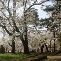 大宮公園桜開花速報(2025.4.6)