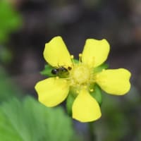 アリとヘビイチゴの花