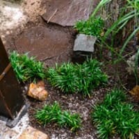 やっと！購入して貰いました！　「玉竜！」以前から欲しかった植物です！