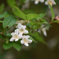 夏日の林道を行く