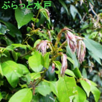 水戸の若葉(5)