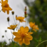 散歩道　タカラデランタの花たち　　33