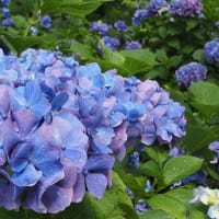 紫雲出山のアジサイ