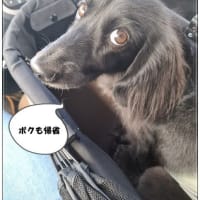 急遽帰省