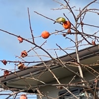 メジロの食事