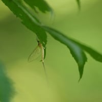 夏の釣行は山女魚一匹