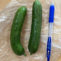 キュウリも収穫始まる
