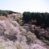 吉野へ桜見に出かける