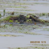 カイツブリの巣（鳰の浮巣）におのうきす2