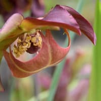 鉢植えの食虫植物（１）サラセニア　 b、レウコフィラ