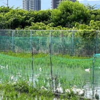 塩分チャージで熱中症対策