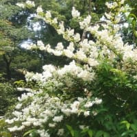 向島百花園。花々が咲きそろう季節。かるがも、も。