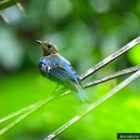 オオルリ、幼鳥