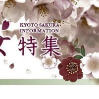 京都 桜100シリーズ  長岡天満宮