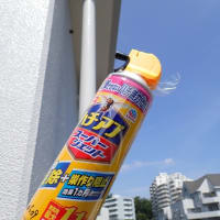 壁にできたアシナガバチの巣を駆除
