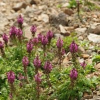 ２０２５年７月９日　北八甲田　赤倉岳・井戸岳のようす