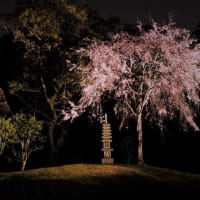 みなとみらい・三渓園の桜