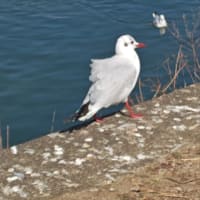 鳥活