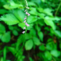 初夏を彩る花が続々開花（板橋区立赤塚植物園 2025.6.21撮影）