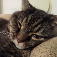 見てる見てない