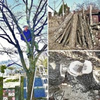 故郷（北海道清里町）の旧宅地の庭で、二本目のミズナラを伐採してきました