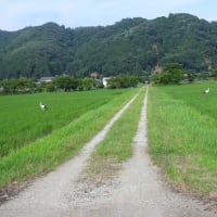2025年06月27日　コウノトリ目撃情報