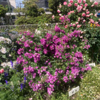 2023/05/09平塚駅南口噴水広場のバラはピークになりました。