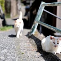 九州F島の猫たち　2025年4月　その14