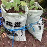 ゴボウの肥料袋栽培