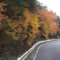 紅葉と源流と