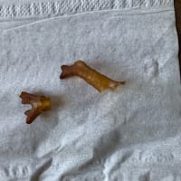 カブトムシ