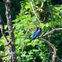 ブッポウソウ　求愛給餌　その２／岡山県