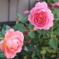 受賞花壇へ&☆咲き終わりと咲き始めの庭バラ　5/23