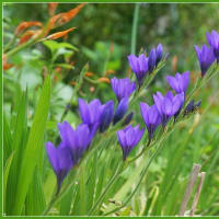 春のそよ風に揺れる花びら・・・紫色系