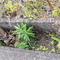 　ズッキーニ収獲大量　お茶畑手伝い　ユリの開花様子